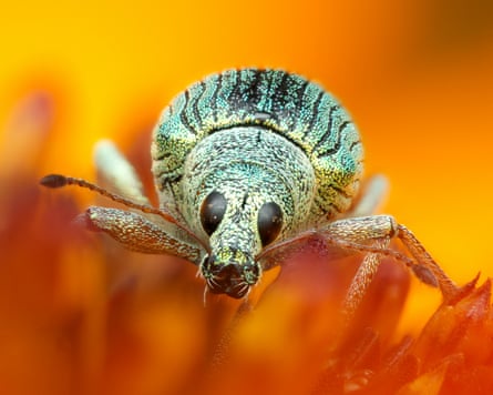 A polydrusus weevil photographed by Marit van Ekelenburg.