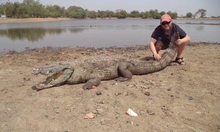 Tony Miles gets a feel for a crocodile in Ghana.