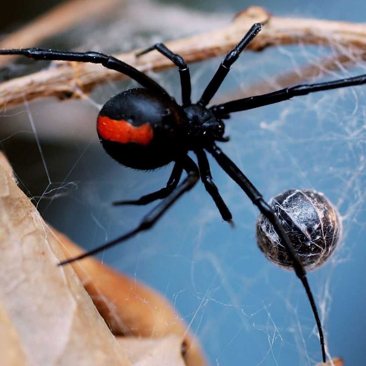 buik En Bergbeklimmer Male redback spiders evade cannibalism by mating with immature females |  Spiders | The Guardian