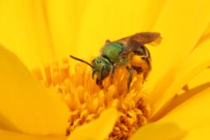 Uma abelha de suor listrada bicolor (Agapostemon viriscens) festeja em uma flor em Toronto, Canadá