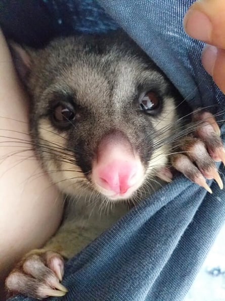 Eddie the possum. Some people in New Zealand are housing possums. New Zealand’s possum population means they are seen as a pest.