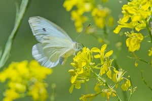 A white butterfly on small yellow flowers