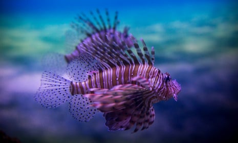 Environmentalists fear that the lionfish’s arrival in the eastern Mediterranean could decimate stocks of other fish