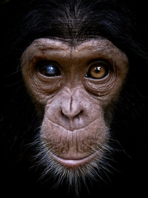 Felix, a baby chimpanzee with sight issues is seen at Lwiro Primate Centre. Felix was rescued from poachers, a common occurrence in DRC, where unique species are threatened by factors such as deforestation and poaching for the pet and bushmeat trades
