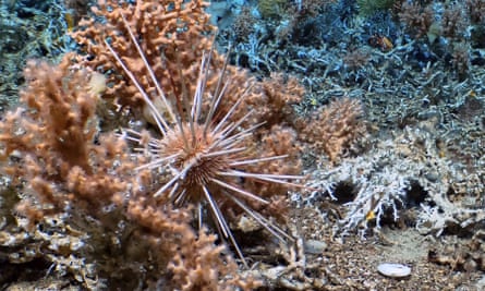 A sea urchin with large spikes amid white coral