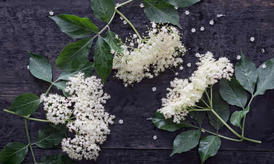 Elderflowers on dark wood, elevated viewSerie: Selbstgemachter Holunderblütensirup, frische Blüten auf dunklem Holz