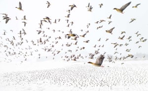 Category winner, Birds: Terje Kolaas (Norway), Bird migration