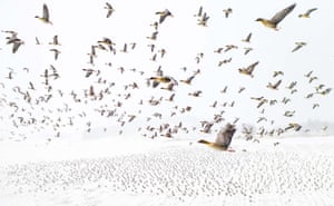 Terje Kolaas (Norway), Bird migration