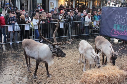 Three reindeer in a pen.