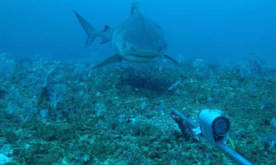 The tiger shark (Galeocerdo cuvier), at the Rowley Shoals archipelago off Western Australia.