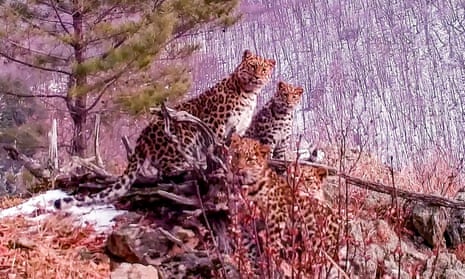 The footage shows a young female Amur leopard with three cubs in the Land of the Leopard National Park