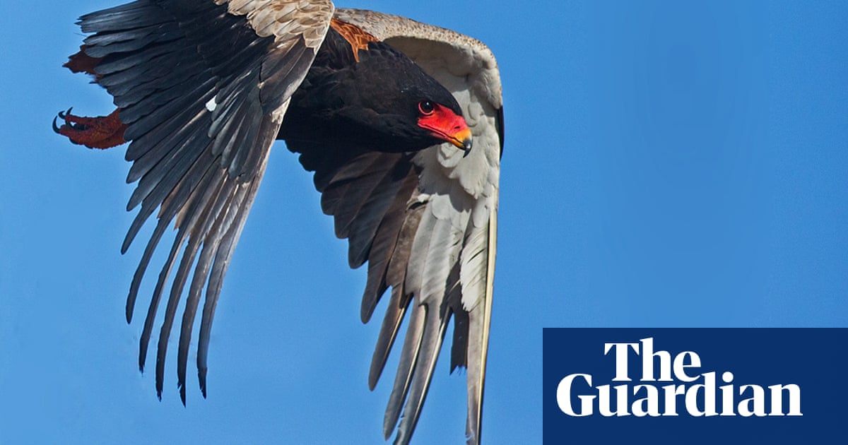 Няколко вида са изчезнали в части от континента – и