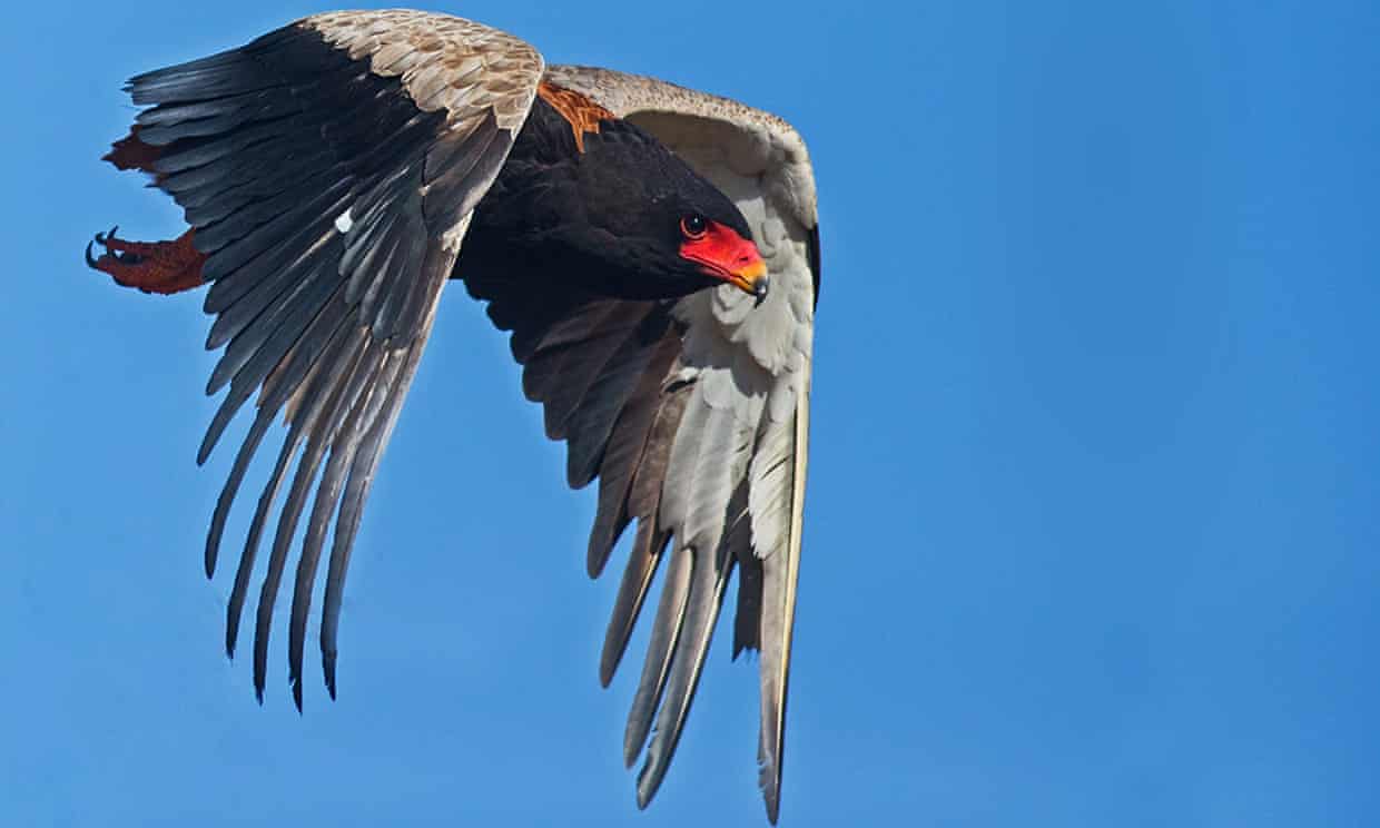 A bateleur in South Africa. Birds of prey numbers have been declining across the continent for decades due to the expansion of agriculture. Photograph: The Peregrine Fund