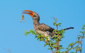A hornbill holds a scorpion in its beak at the top of a tree in the Nxai Pan National Park, Kalahari Desert, Botswana. The hornbill was struggling to get the scorpion into its mouth, but after adjusting it in its beak, it successfully swallowed it.