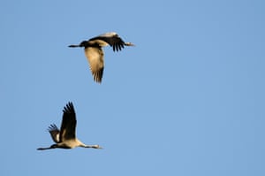 a pair of common cranes in flight