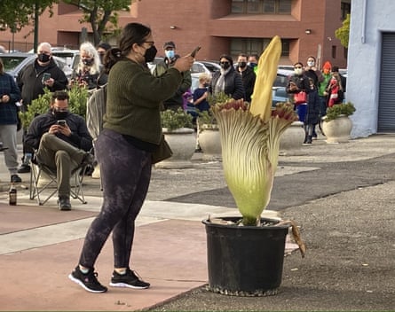 People line up to visit a rare corpse flower in Alameda.