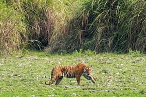 Um tigre real de Bengala caminha por uma pastagem no Parque Nacional de Kaziranga, em Kaziranga, no estado de Assam, na Índia