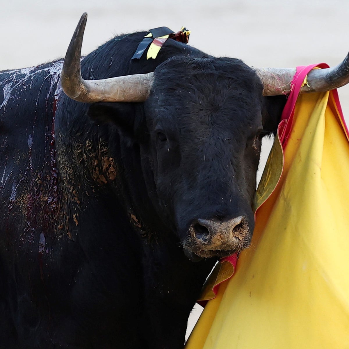 Bull reportedly rammed to death by car after ring escape in Spain ...