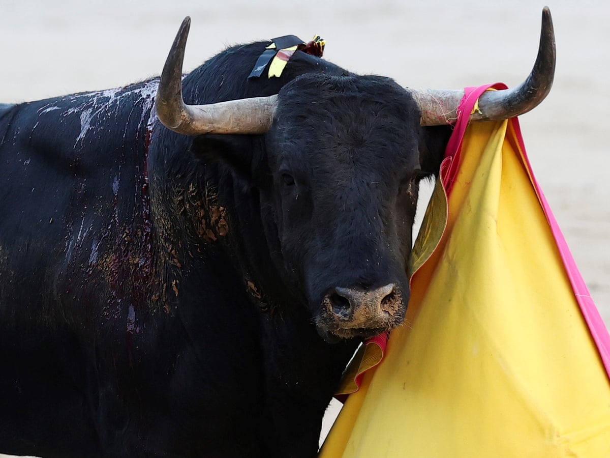 Bull reportedly rammed to death by car after ring escape in Spain ...