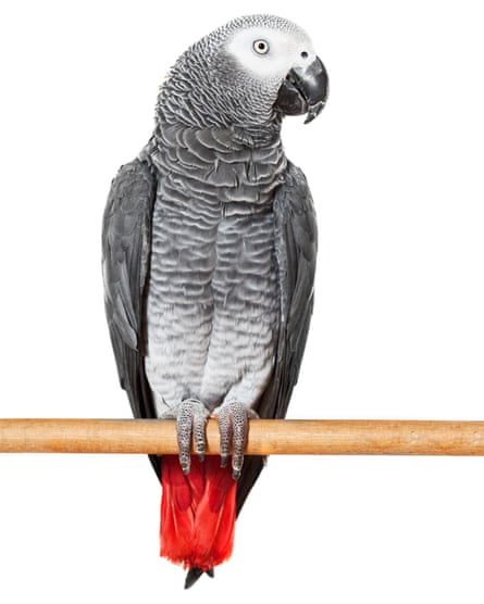 An African grey parrot sitttign on a wooden perch