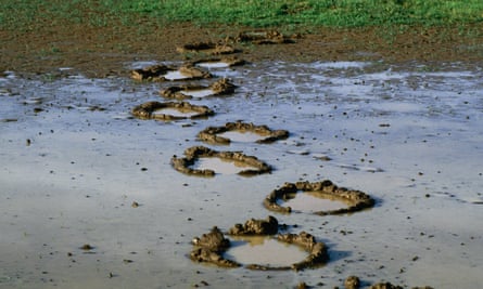 These elephant footprints were left behind in the mud after rained in Amboseli National Park,Kenya.