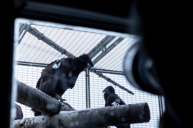 two condors in enclosure