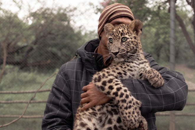 Shot, poisoned and beaten to death: why leopard killings are soaring in Pakistan Shot, poisoned and beaten to death: why leopard killings are soaring in Pakistan