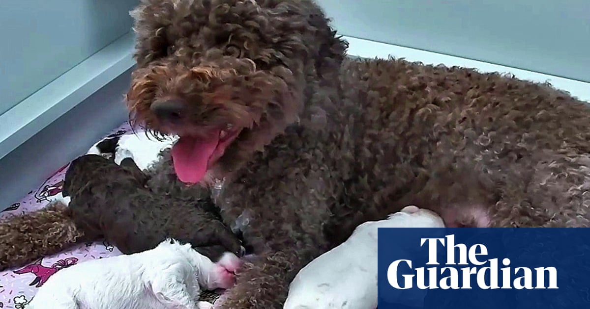 Puppy love: Finnish 24-hour newborn pup livestream is TV smash hit