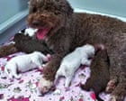 Puppy love: Finnish 24-hour newborn pup livestream is TV smash hit