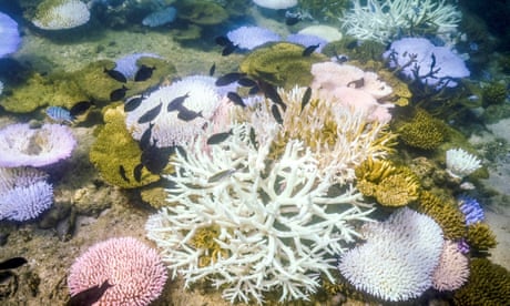 Extreme coral bleaching event could spell worst summer on record for Great Barrier Reef