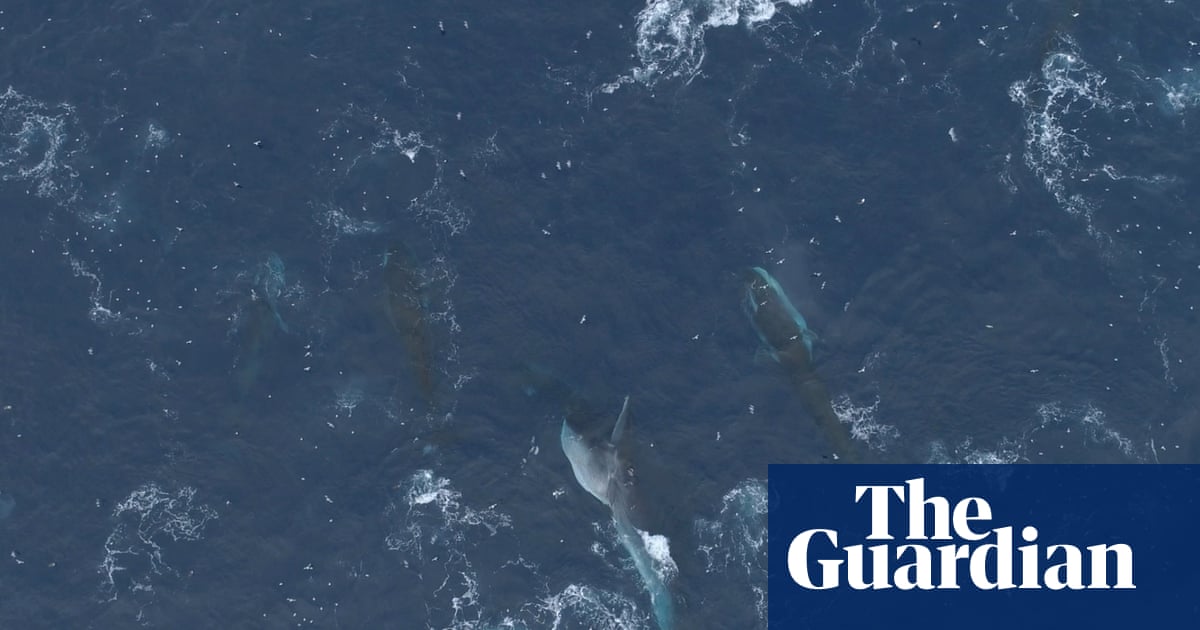 Huge group of southern fin whales captured in Antarctic feeding frenzy – video
