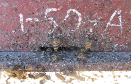 Spots of dung on hive