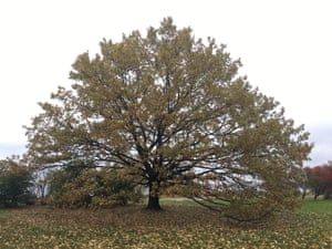Russalka oak: common oak (Quercus robur L.), about 100 years old, Tallinn, Harju county, Estonia