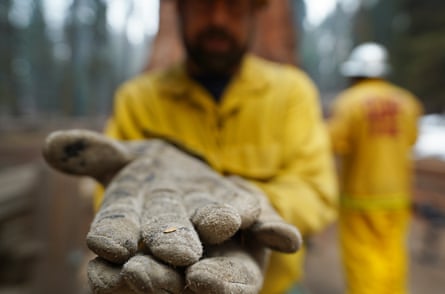 Mike Theune, with the National Park Service, holds the seed of a giant sequoia on the tip of his gloved finger. The seeds are released as fire heats the cones of the tree.