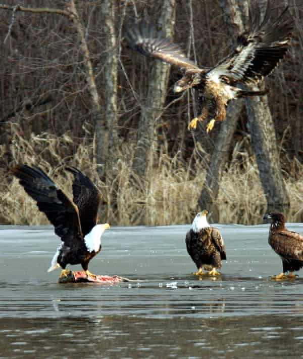 A group of bald and golden eagles feed on a fish on the frozen surface of the Mississippi River near LaCrescent, Minnesota.