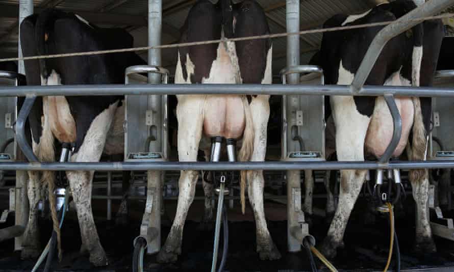 Dairy cows near Tamworth, New South Wales.