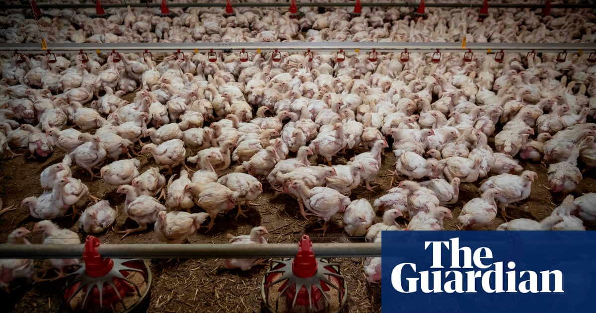 Is Poland’s chicken boom behind its devastating bird flu outbreak?
