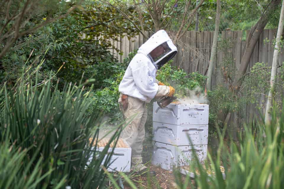 Beekeeper Tony Wilsmore tends to one of his beehives that is being hosted in a backyard in Melbourne.