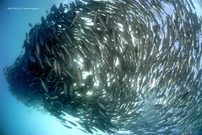 Oceans Can Be Restored To Former Glory Within 30 Years Say Scientists Environment The Guardian