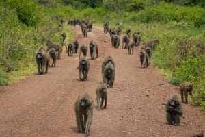 Um grupo de babuínos passeia por uma estrada no Parque Nacional Manyara, na Tanzânia