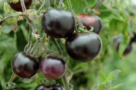 Blue bayou tomatoes growing on a vine