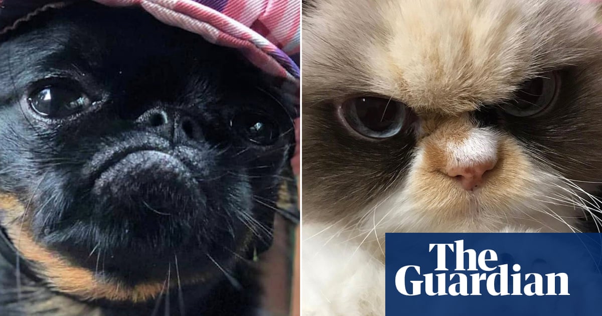 Reigning cats and dogs: why grumpy animals rule the internet