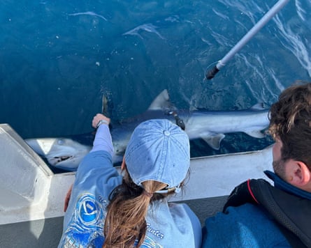 Two people leaning over the side of a boat looking sharks below them