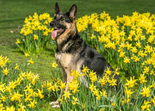 Dog daycare: who will look after your pet when you go in to work? 15 A German shepherd dog sits amid daffodils in the sunshine