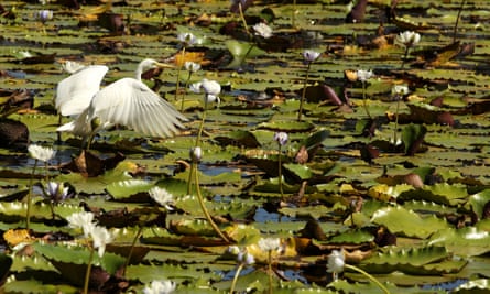 An intermediate egret among water lilies