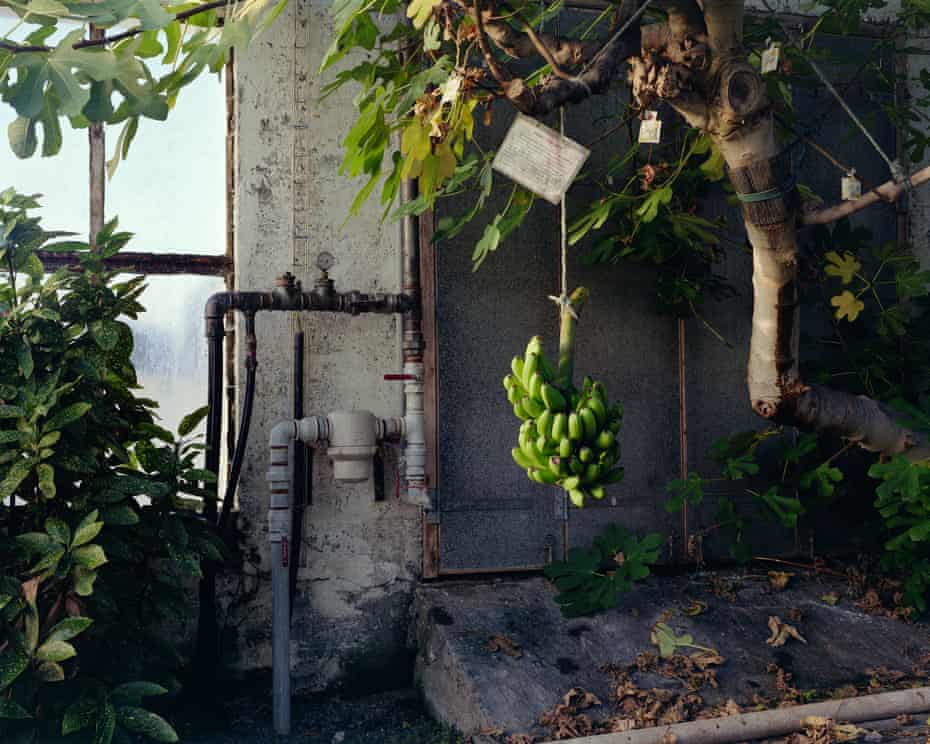 Pisang Eksperimen, 2014