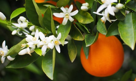 Close-up of an orange tree, with white blossoms, evergreen leaves and fruit
