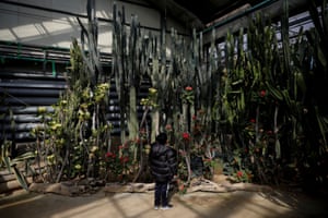 During a visit to Asan on the mainland, Chan-hee looks at cacti at the Life Is a Flower garden centre