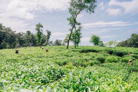 The tea gardens have an extremely high number of new leprosy cases – the area is thought to have the highest density of people affected by leprosy in the world.