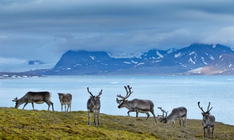 Reindeer graze on Spitsbergen, one of the islands that make up the Svalbard archipelago 